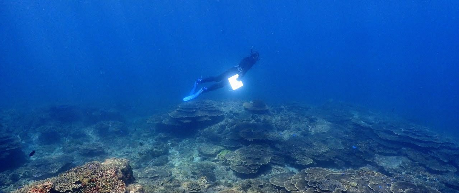 当社代表久保田が「海洋生物ビッグデータ活用技術高度化」に関する公開シンポジウムに登壇します。