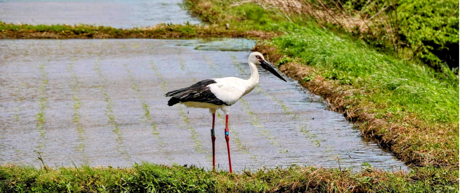 当社代表久保田が第6回「⾷料・農林⽔産分野におけるGX加速化研究会」に登壇します。