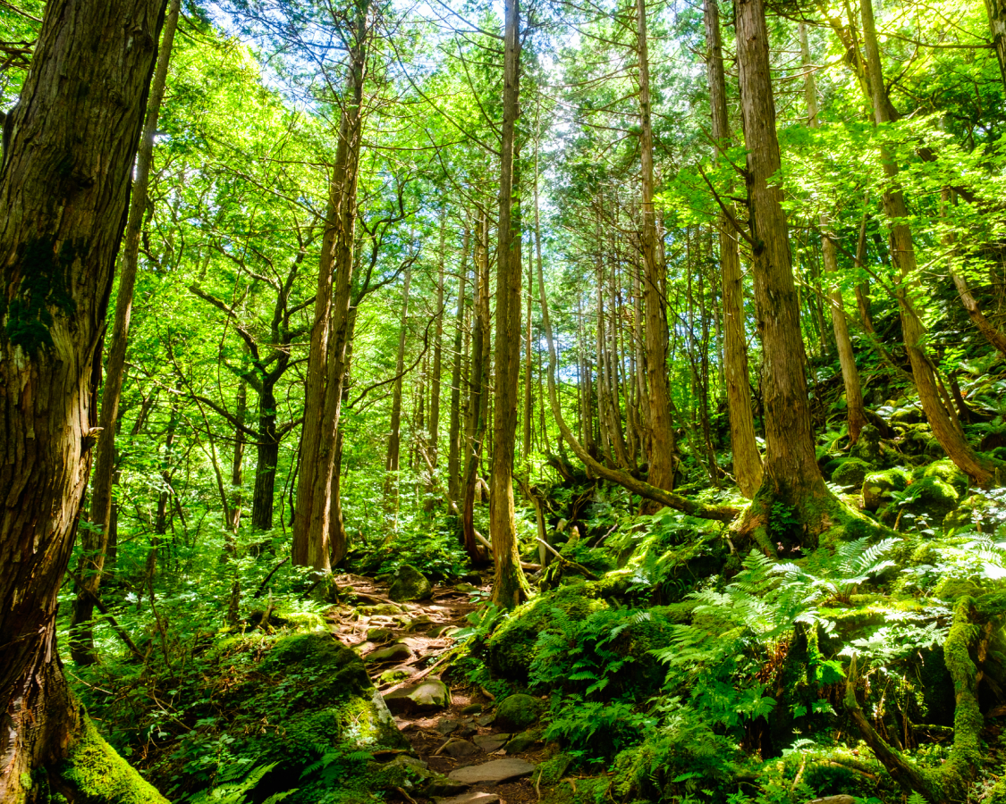 【導入事例】株式会社SANU_Regenerative Action Report 2026